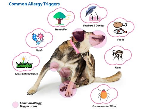 Dog Allergies