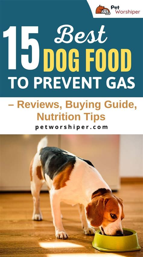 Dog Food Prevention