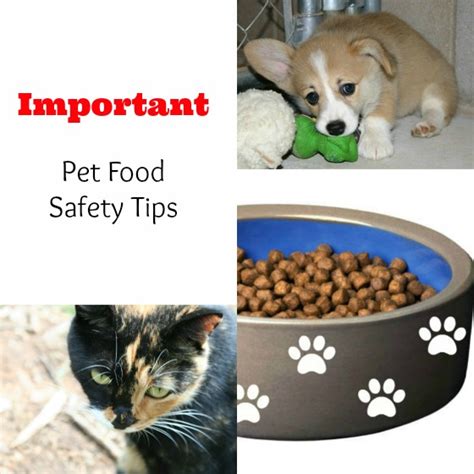 Dog Food Safety Tips