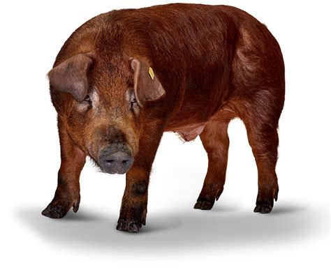 Duroc Pig Breed Characteristics