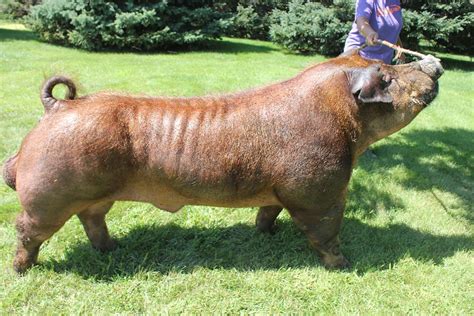 Duroc Pig Breed Characteristics