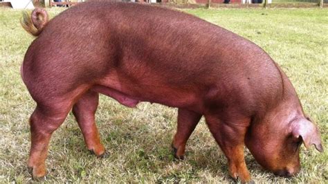 Duroc Pig Breed Uses