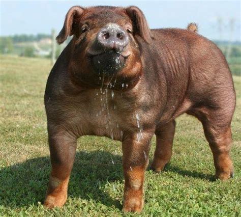 Duroc Pig Breeding and Genetics