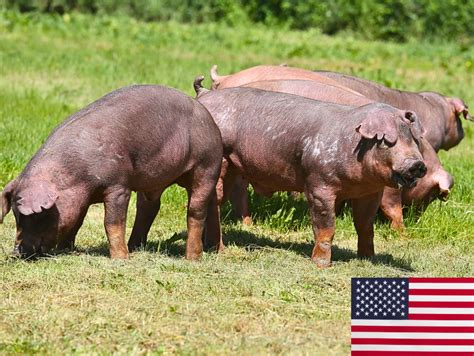 Duroc Pig Farming