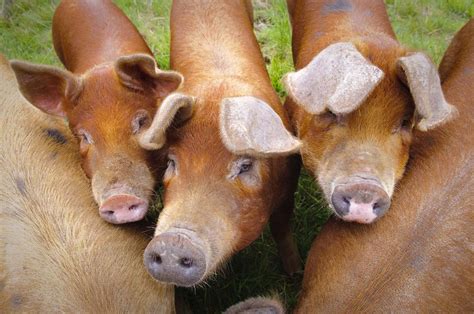 Duroc Pig Farming Practices