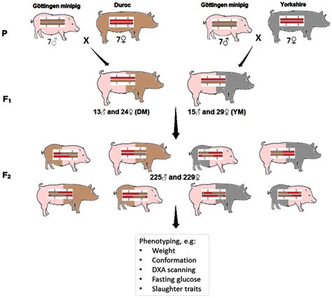 Duroc Pig Genetic Testing And Marker-Assisted Selection