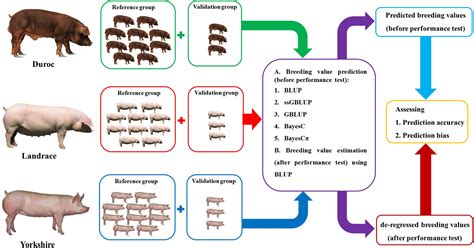 Duroc Pig Genetics