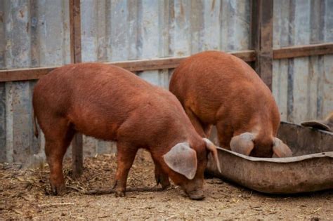 Duroc Pig Housing