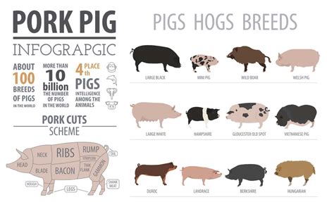 Duroc Pig Meat Quality