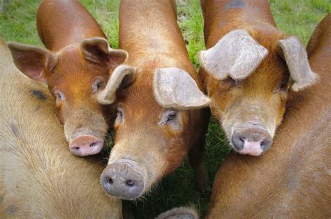 Duroc Pig Nutrition and Health