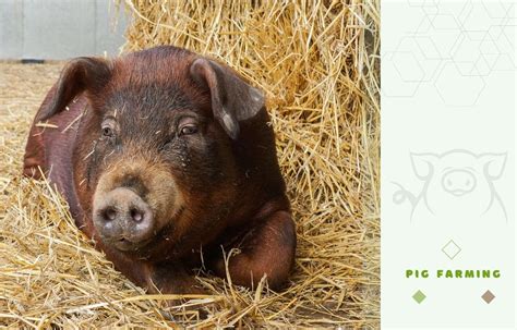 Duroc Pig Production and Management