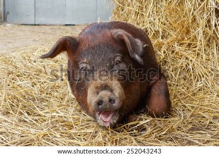 Duroc Pig Welfare