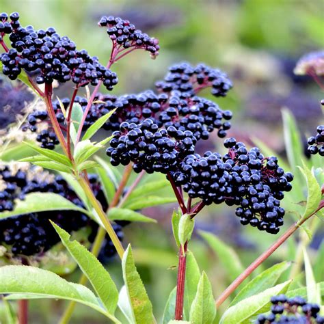 Elderberry