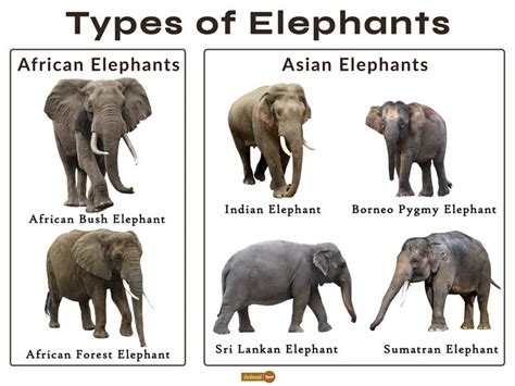 Types of Elephant Walk Formations