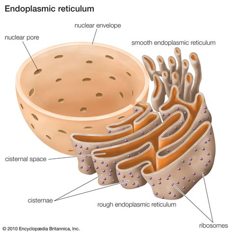 Endoplasmic Reticulum Function