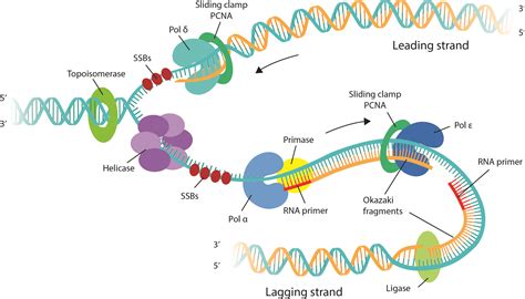 Energy requirements of DNA replication