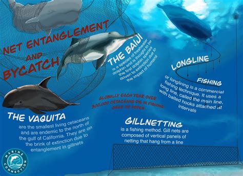 Entanglement and Bycatch