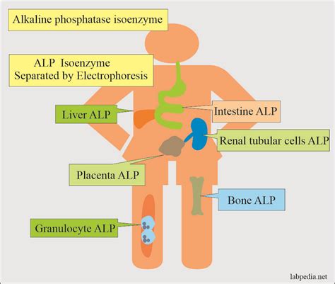 Exercise And Alk Phos