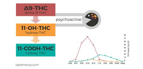 Description of Exercise for THC Elimination