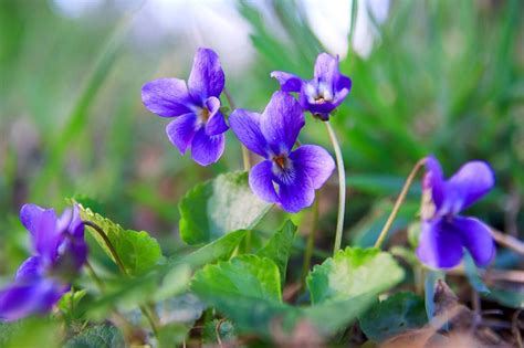 February Birth Flowers