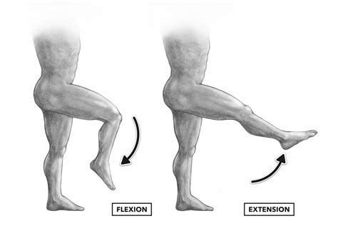 Image of Flexion Joint