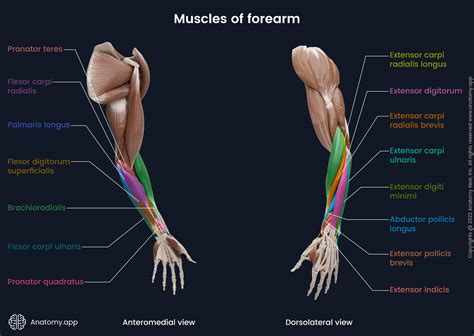 Image of Flexor Muscle