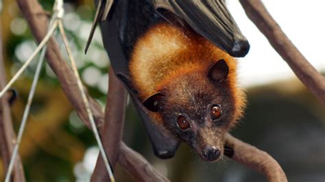 Flying Fox Bat Communication