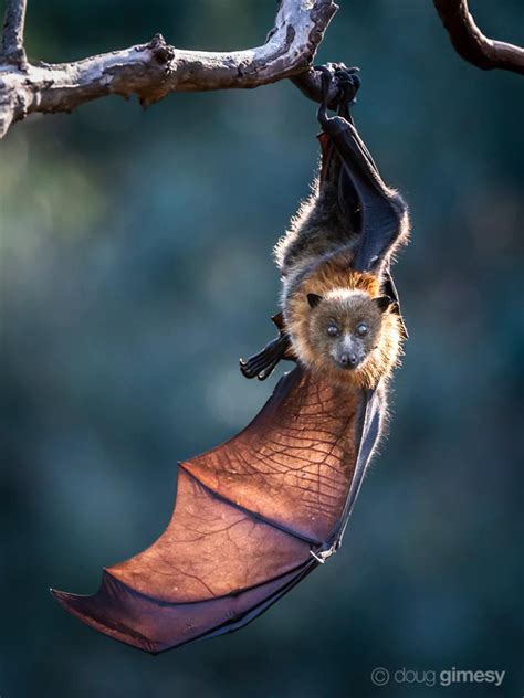 Flying Fox Bat Conservation