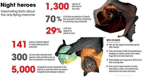 Flying Fox Bat Ecological Role