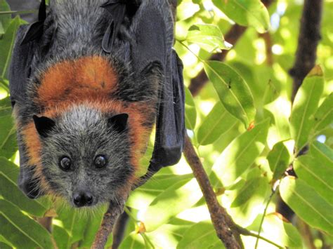 Flying Fox Bat Habitat