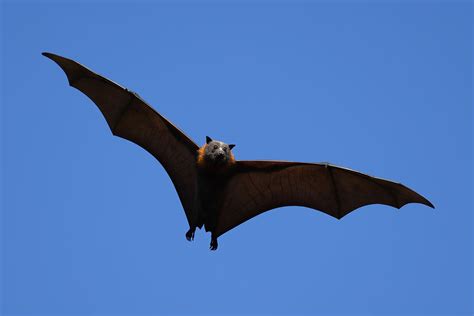 Flying Fox Bat In Flight