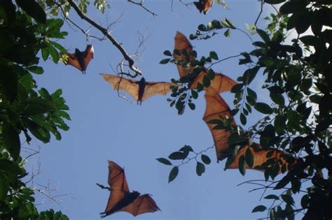 Flying Fox Bat Protection