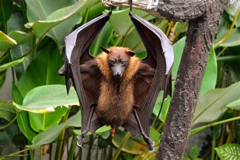 Flying Fox Bat Research