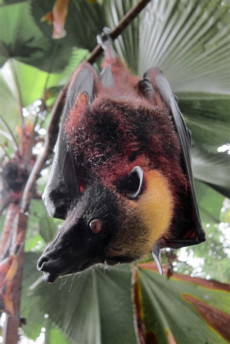 Flying Fox Bats In Philippines