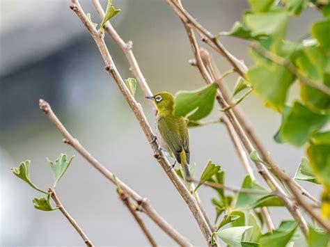 Forest Birds Image