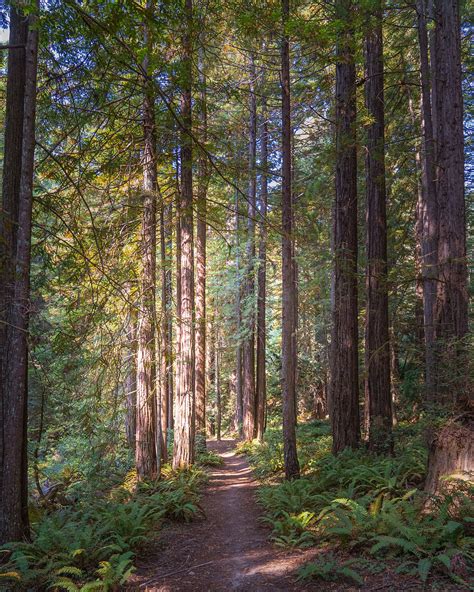 Nature Trail at Fort Bragg