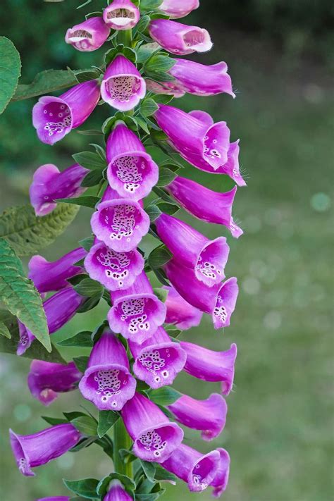 Image of Foxglove Plant