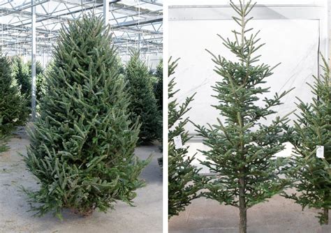 Fresh Cut Christmas Tree Varieties