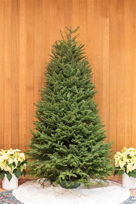 Fresh Cut Christmas Trees for Small Spaces