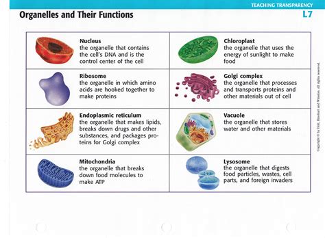 Functions of Cell Organelles