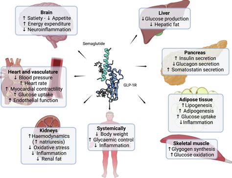 Description of Future Perspectives On Semaglutide