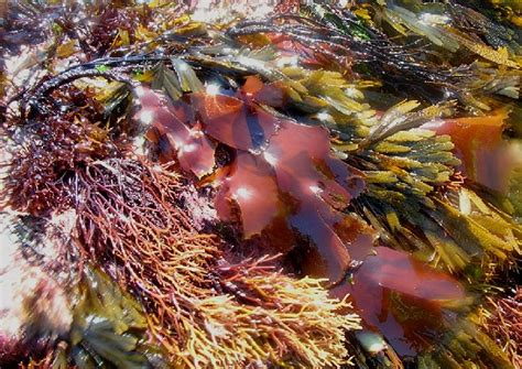 Gagetown Dulse Seaweed