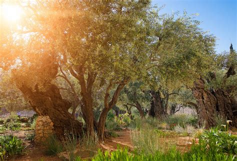 Garden of Gethsemane