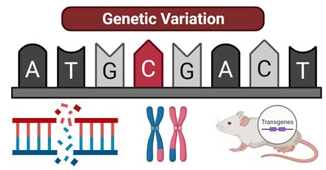 Genetic Variations and Their Implications