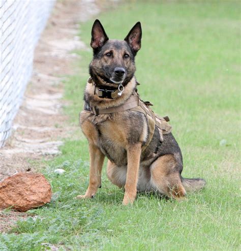 German Shepherd military working dog