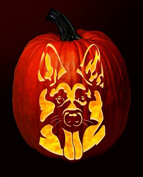 German Shepherd with Pumpkins