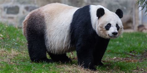 Giant Panda eating bamboo