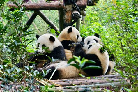 Giant pandas at the breeding research base