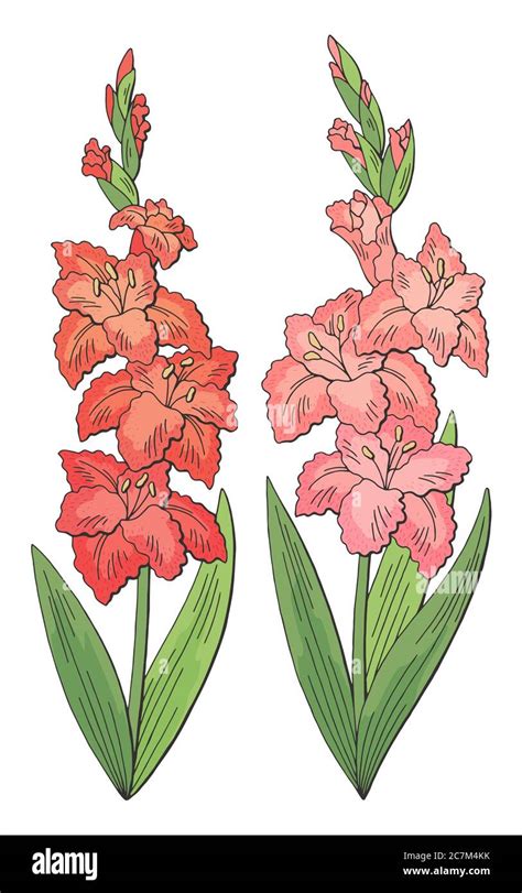 Gladiolus Flower Designs