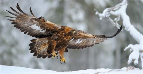 Golden Eagle in flight